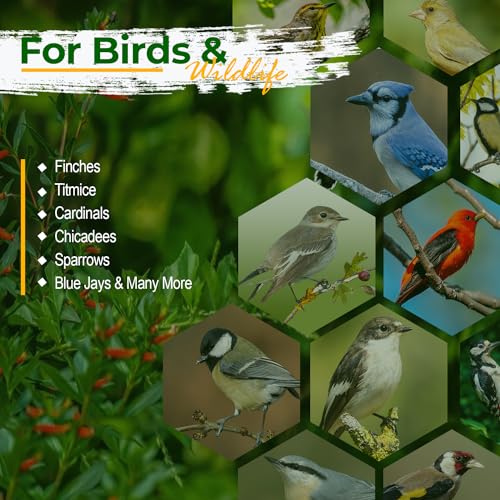 Old Potters Wildlife Safflower Seed for Wildlife Bird Feeding, Non-GMO and USA Small Farm Grown, 6 lbs - Image 5