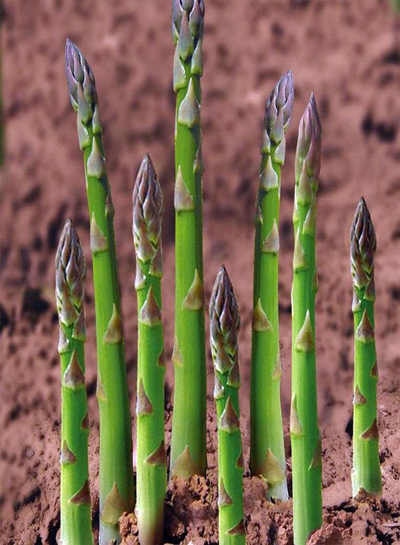 GGOOT Rare Growing Asparagus Seeds Beginner Friendly Gardening Gifts for Men Saver Kit Vegetable Plants - Image 2