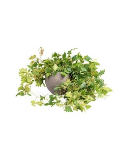 3OUD Plant House لبلاب العنب  - Image 1