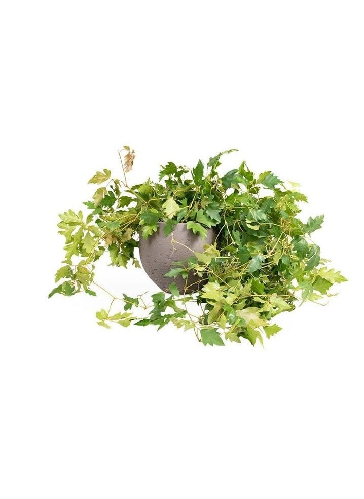 3OUD Plant House لبلاب العنب  - Image 1