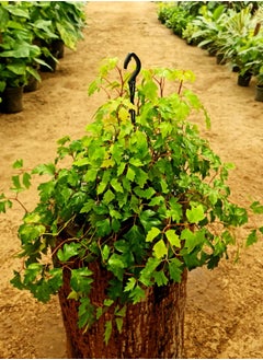 3OUD Plant House لبلاب العنب  - Image 2