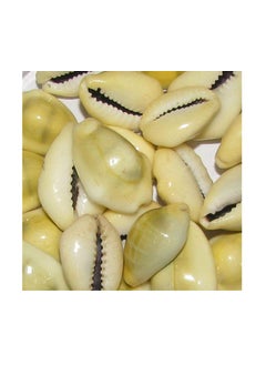 DEV POOJA STORE DEV POOJA STORE Yellow Kawdi Natural Lakshmi Peeli Kodi Set of 21 Natural Cowrie KawdiKodiGavvalu Shells for Laxmi PujaPooja Traditional Wealth Prosperity Symbol  - Image 2