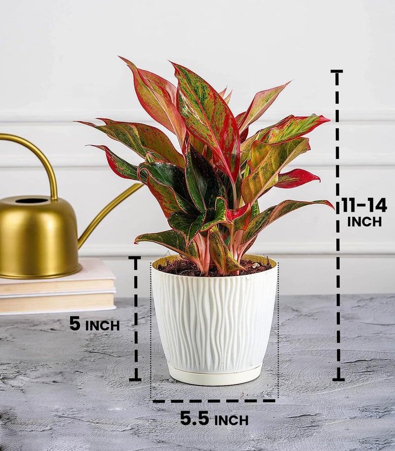 Nurturing Green® Set of 4 Self Watering Pots for Home, Decor & Garden | Flower Pots, Planters for Indoor Plants | Plastic Pots for Living Room (Color: Ivory, Size: 14cm x 12.5cm Each) - Image 3