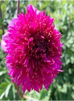 Perennial Plants/Extraordinary Flowers/Can be Planted All Year Round/Long Flowering Period/Dahlia seeds-90 PCS,b