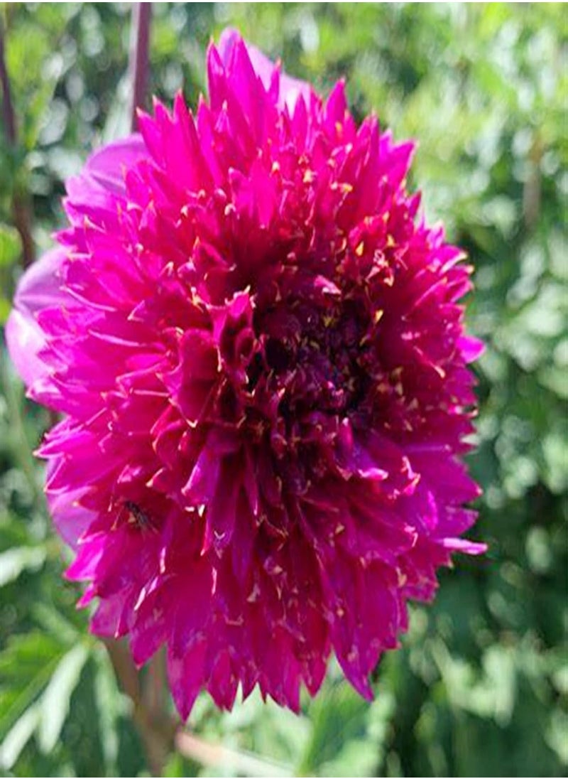 GGOOT - Perennial Plants/Extraordinary Flowers/Can be Planted All Year Round/Long Flowering Period/Dahlia seeds-90 PCS,b - Image 1
