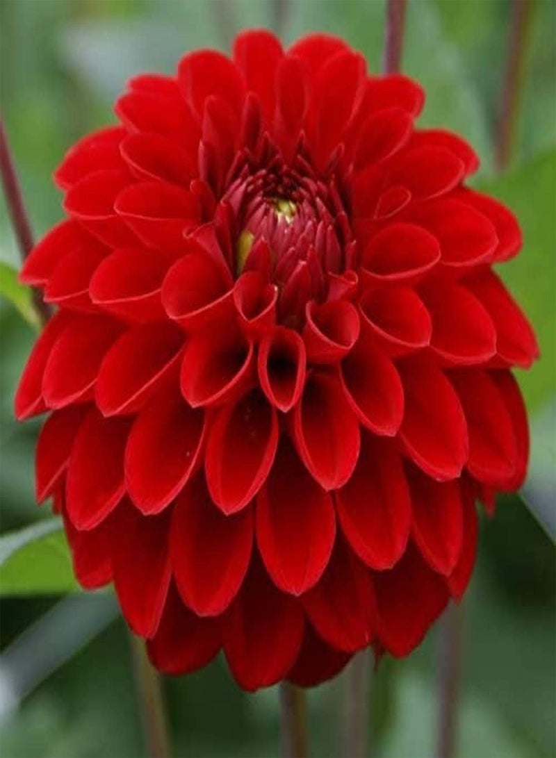 GGOOT Dahlia 2 Tubers Great Cut Flowers,Blooms Summer to Fall - Image 3