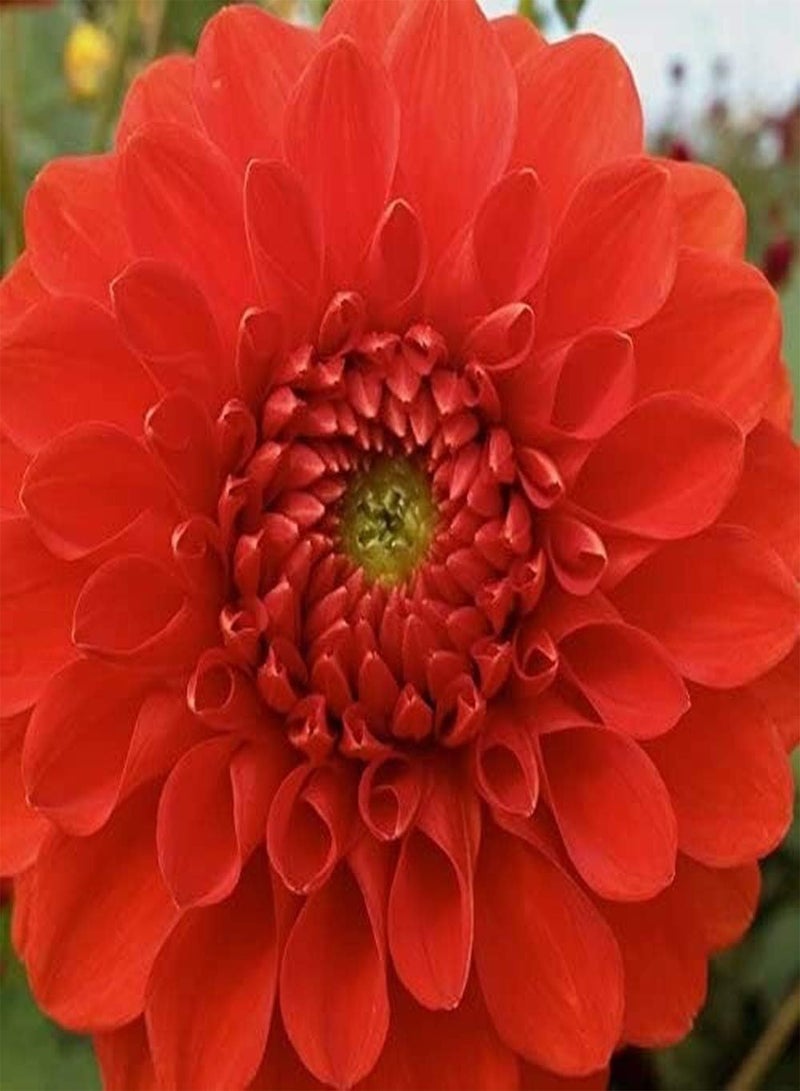 GGOOT Dahlia 2 Tubers Great Cut Flowers,Blooms Summer to Fall - Image 4
