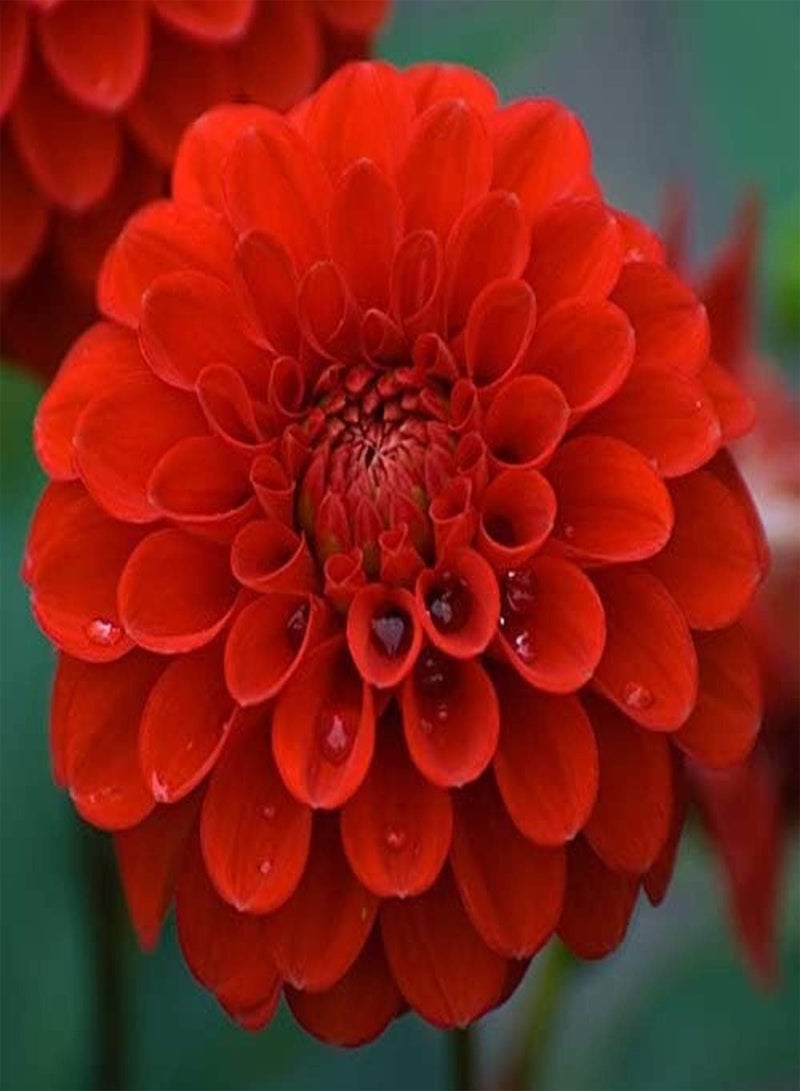 GGOOT Dahlia 2 Tubers Great Cut Flowers,Blooms Summer to Fall - Image 1