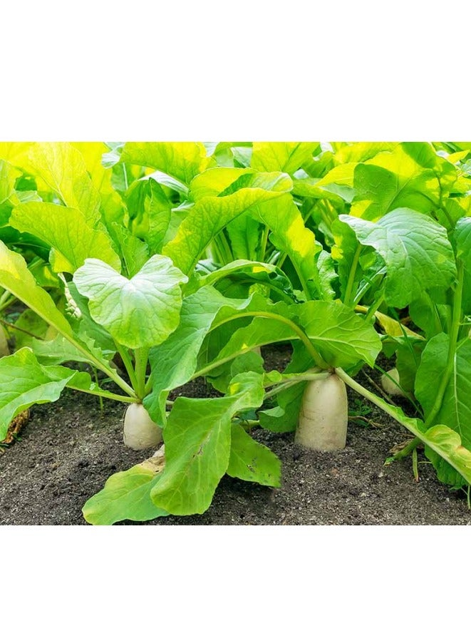 Agrimax Radish Leaf Premium Quality Seeds by Agrimaxgroup® - Image 2
