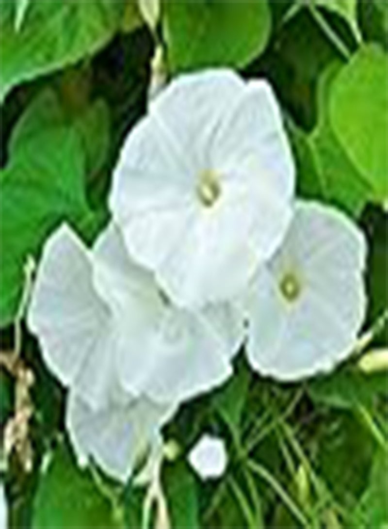 GGOOT Flower Morning Glory Pearly Gates (White) 50 Non-GMO, Heirloom Seeds  - Image 1