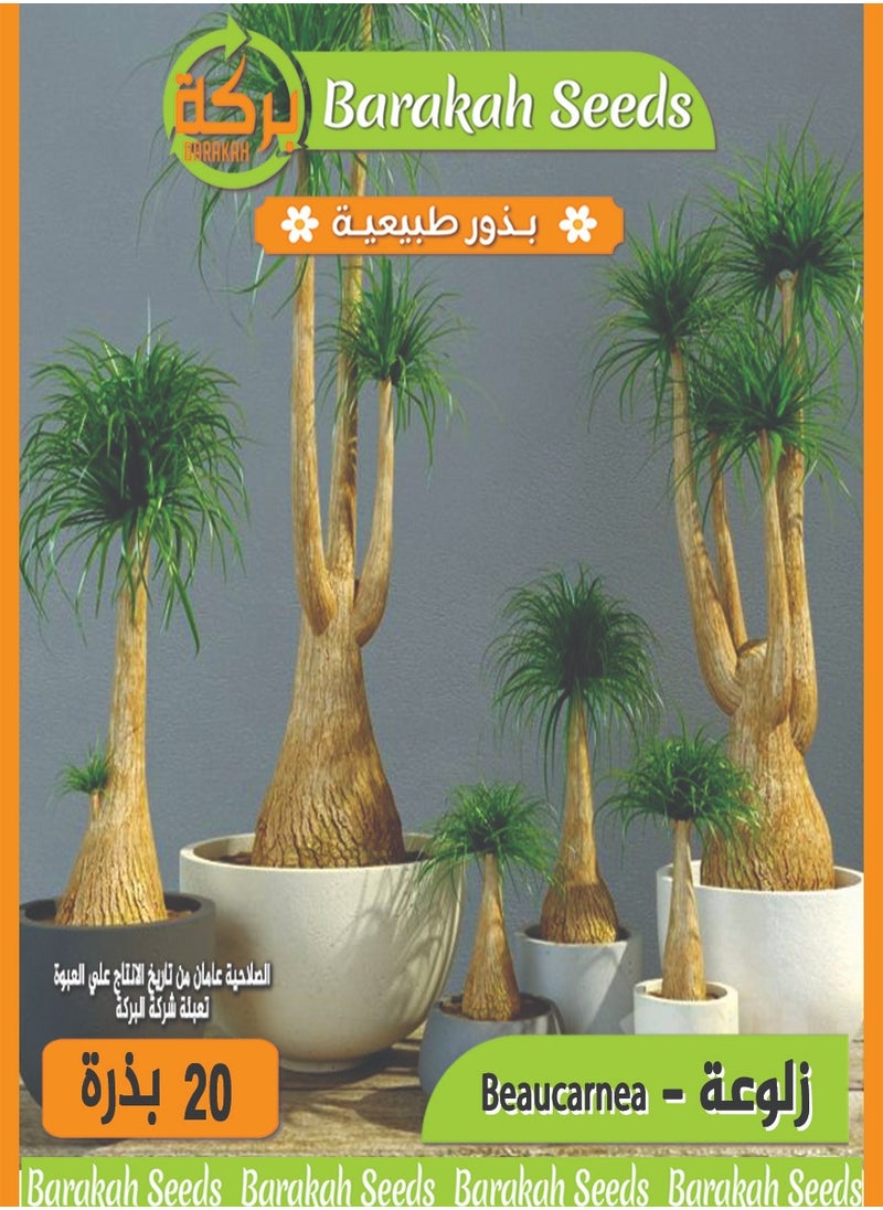 ماركة غير محددة بذور زهور ذات معدل إنبات عالي ـ زلوعة 
