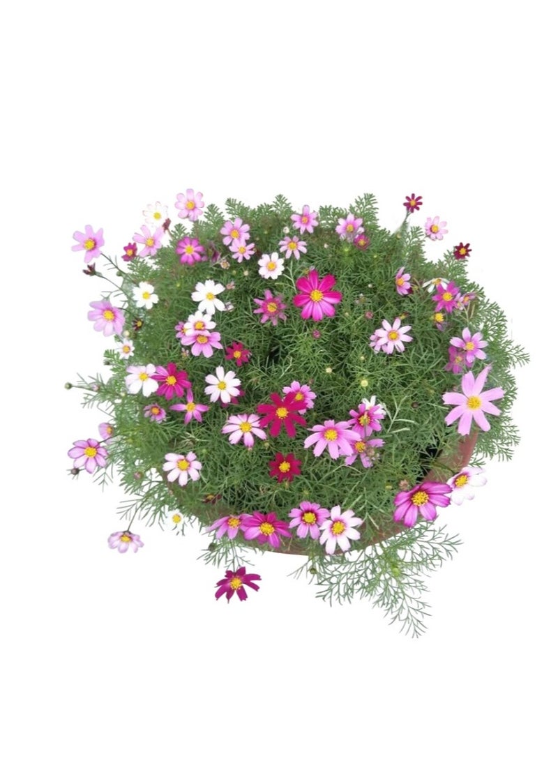 200 قطعة من بذور الكوزموس الطبيعية لزراعة بذور الزهور للزراعة - بذور ممتازة للمبتدئين أفضل البذور للزراعة في الحديقة والعشب الداخلي والخارجي - Image 3