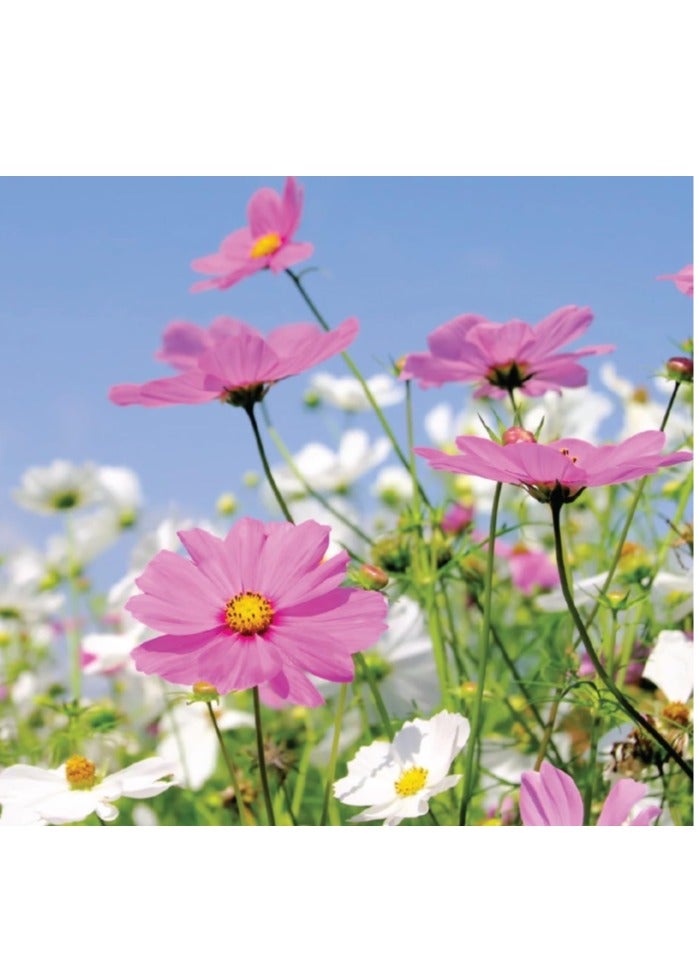 200 قطعة من بذور الكوزموس الطبيعية لزراعة بذور الزهور للزراعة - بذور ممتازة للمبتدئين أفضل البذور للزراعة في الحديقة والعشب الداخلي والخارجي - Image 4