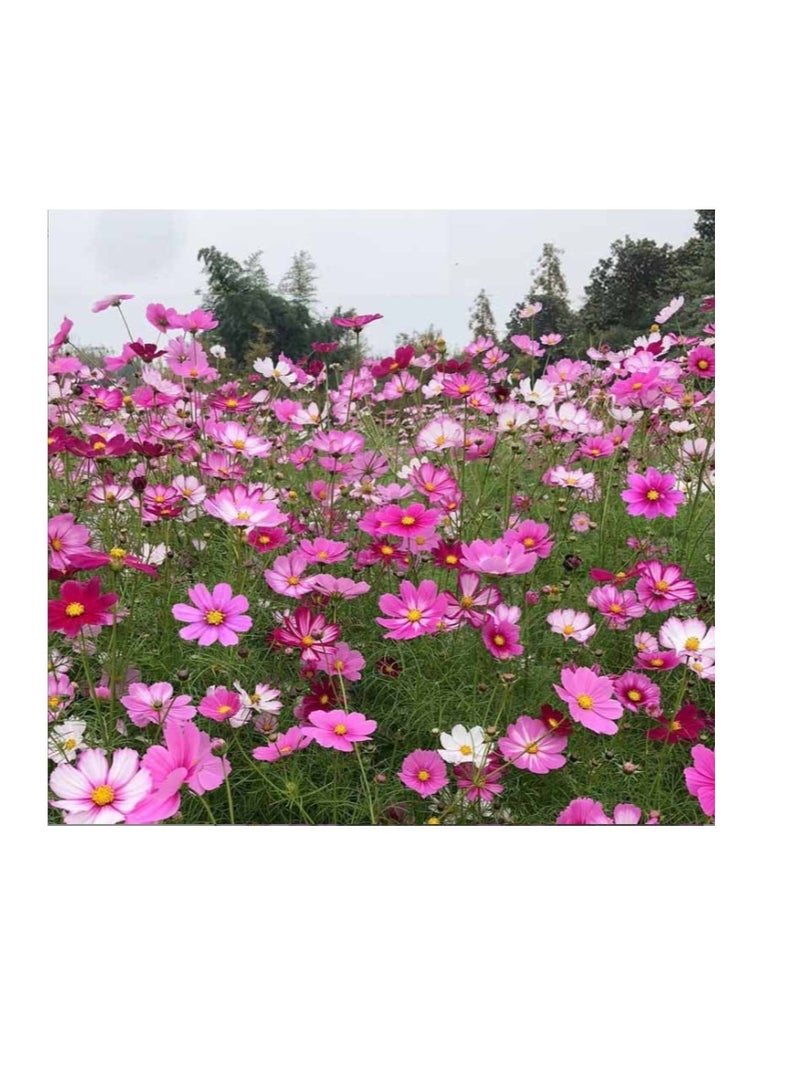 200 قطعة من بذور الكوزموس الطبيعية لزراعة بذور الزهور للزراعة - بذور ممتازة للمبتدئين أفضل البذور للزراعة في الحديقة والعشب الداخلي والخارجي - Image 1