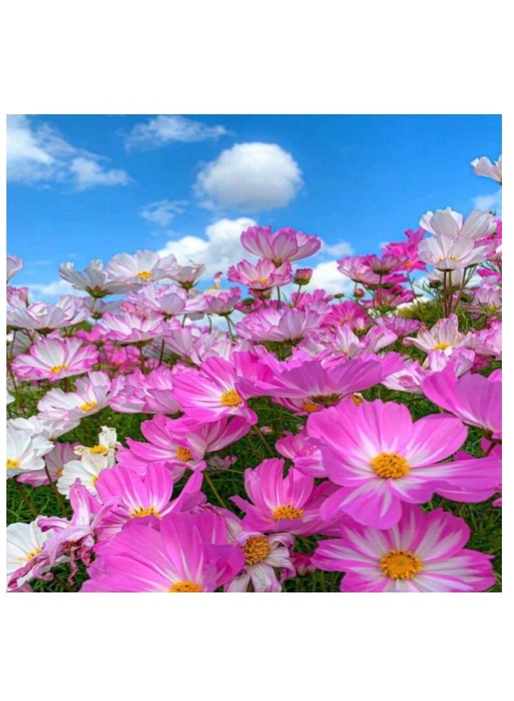 200 قطعة من بذور الكوزموس الطبيعية لزراعة بذور الزهور للزراعة - بذور ممتازة للمبتدئين أفضل البذور للزراعة في الحديقة والعشب الداخلي والخارجي - Image 2