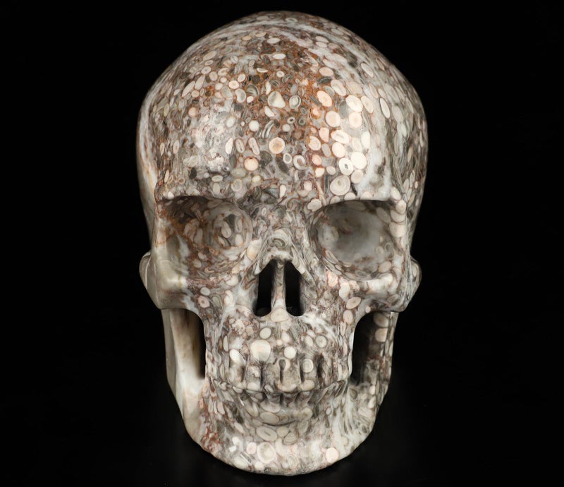 Skullis Skullis 5.0"" Crinoid Fossil Hand Carved Crystal Skull  Super Realisti  Crystal Healing  Hand Carved Gemstone Fine Art Sculpture  Reiki Healing Stone Statue.2829  - Image 2