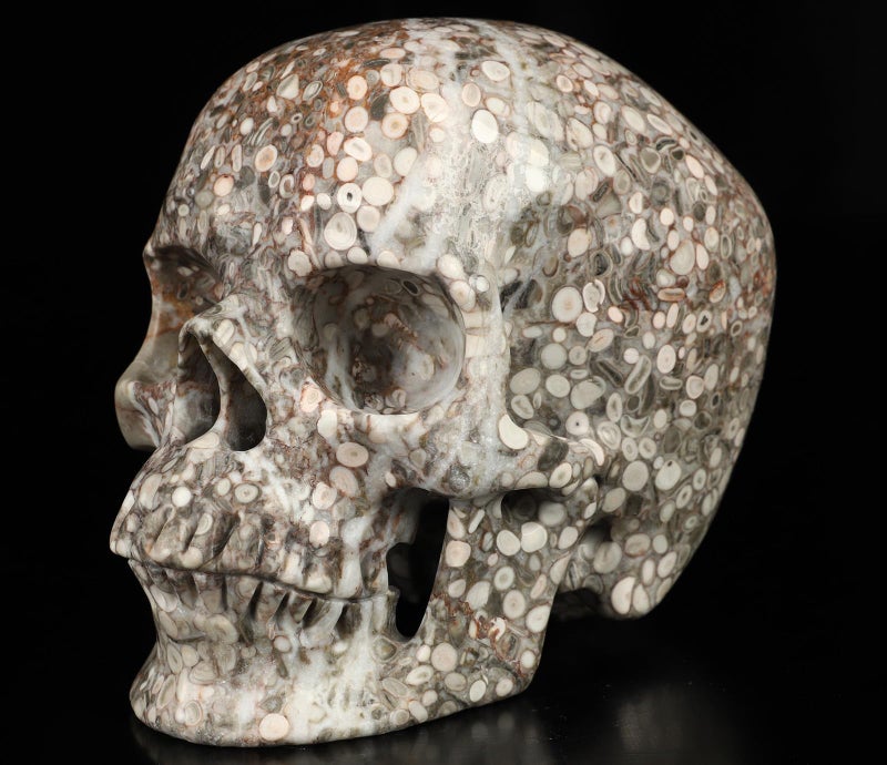 Skullis Skullis 5.0"" Crinoid Fossil Hand Carved Crystal Skull  Super Realisti  Crystal Healing  Hand Carved Gemstone Fine Art Sculpture  Reiki Healing Stone Statue.2829  - Image 1