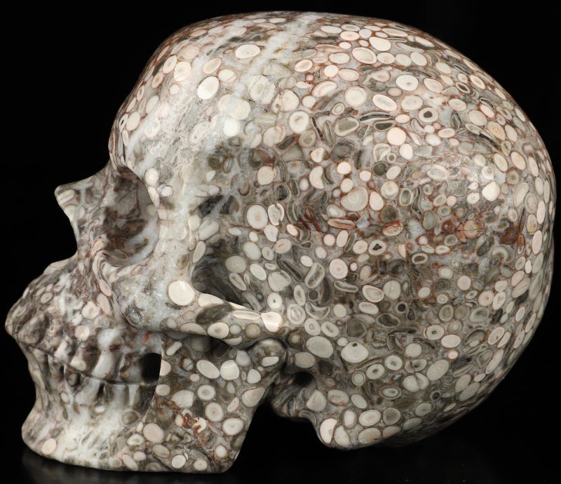Skullis Skullis 5.0"" Crinoid Fossil Hand Carved Crystal Skull  Super Realisti  Crystal Healing  Hand Carved Gemstone Fine Art Sculpture  Reiki Healing Stone Statue.2829  - Image 3