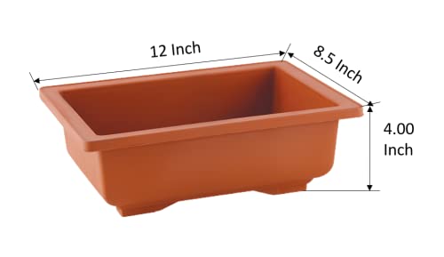 SHOPATHON INDIA Brown Rectangle Shallow Premium Plastic Bonsai Species Tree Plantation Pot for Dwarf Umbrella Ficus Adenium Jade Maple Snow Rose Plants - 12 Inch 3 Pots - Image 3