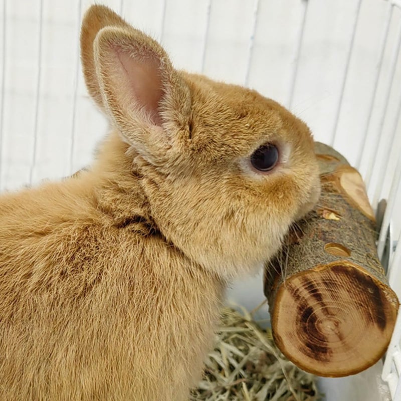 TANOMA Apple Wood, Small Animals Cage Accessories, Molar Wood Chew Treats Toys for Rabbits, Hamster, Guinea Pig, Chinchillas, Gerbils, Mice, Rats, Mouse, Bunny - Image 1