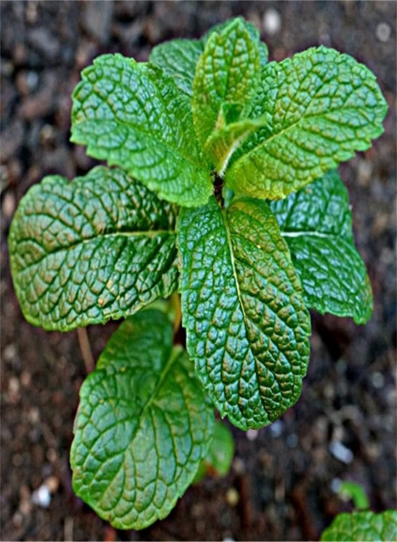 GGOOT Peppermint Seeds/Perennial Herb Seeds/Delicious Spice Vigorous Collection Gift Seeds Cute Green-200 Pcs - Image 1