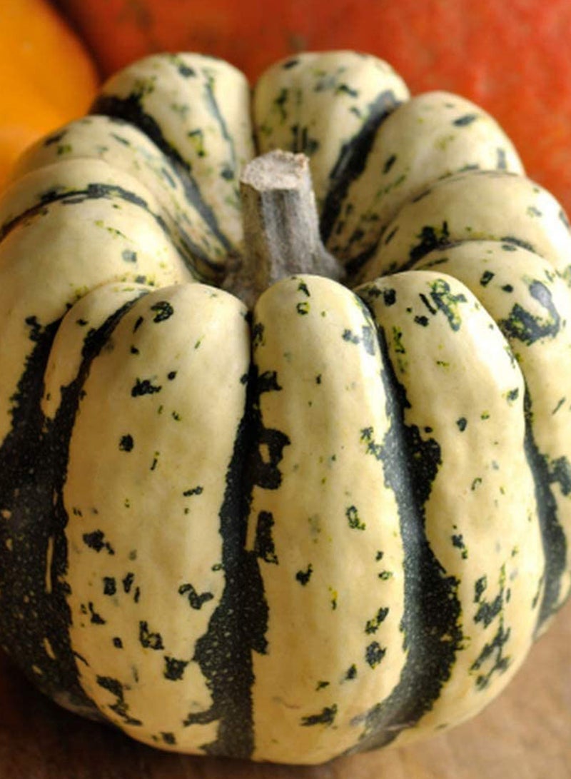 GGOOT 100pcs Pumpkin Seeds Annual Herb Has High Ornamental Value Heirloom Garden Home  - Image 1