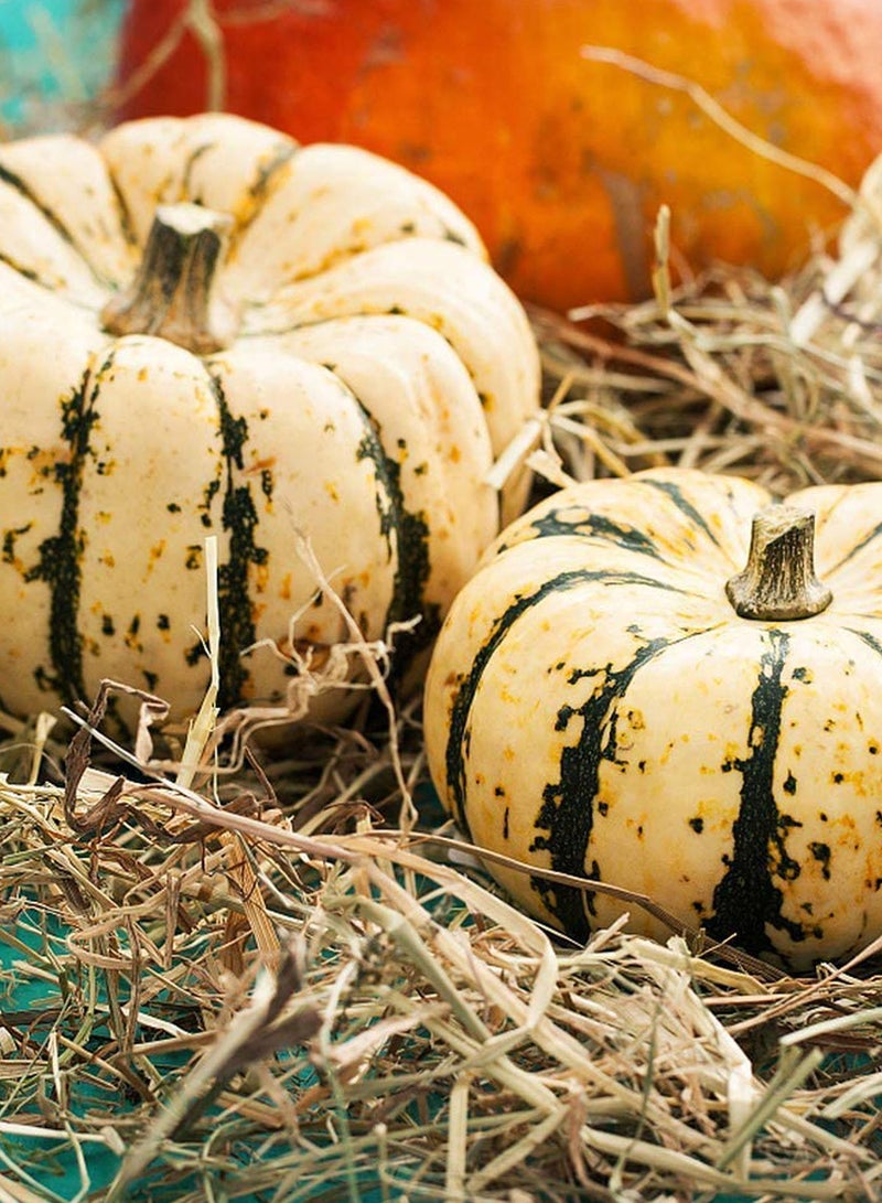 GGOOT 100pcs Pumpkin Seeds Annual Herb Has High Ornamental Value Heirloom Garden Home  - Image 2