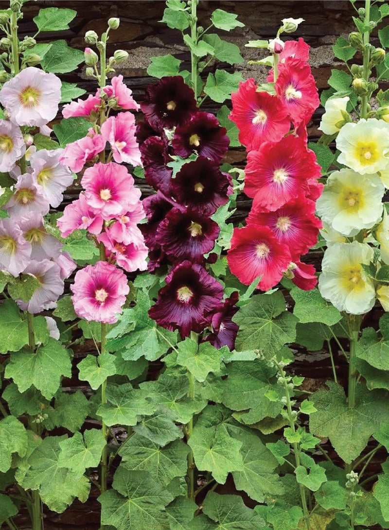 بذور الخبيزة الطويلة للزراعة - بذور الخبيزة - Image 2