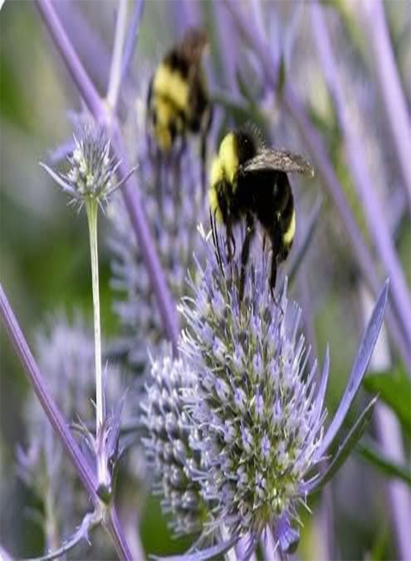 جي جوت إرينجيوم بلانوم سي هولي 50+ بذرة | صديق للنحل - Image 2