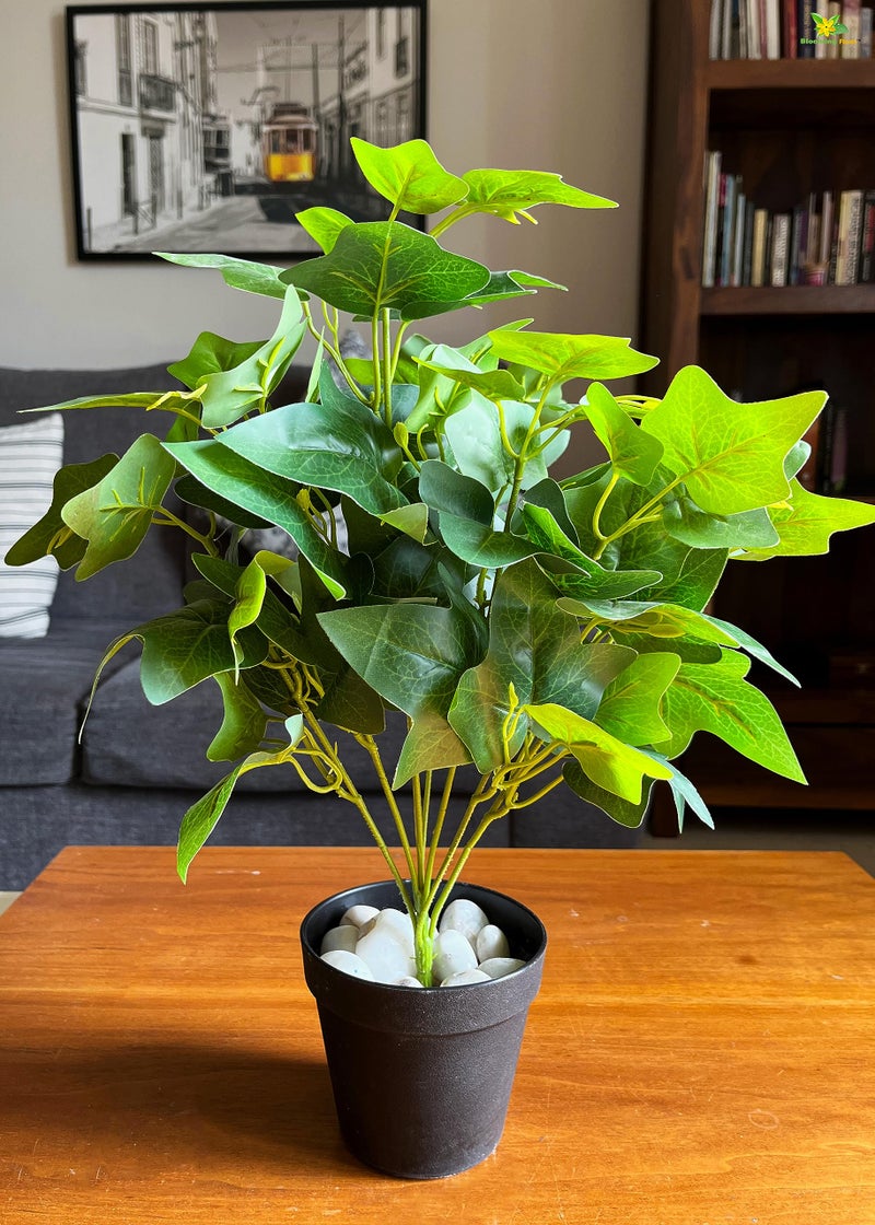 Blooming Floret Artificial Japanese Ivy Plant for Interior Decor/Home Decor/Office Decor/Gifting | with Basic Black Pot | 48.3 cm Short Ornamental Plant | Natural Looking | Durable - Image 1