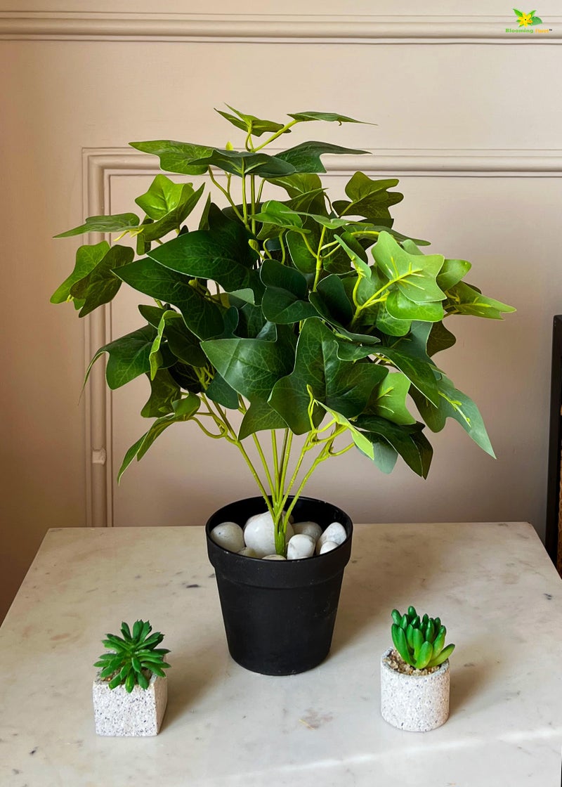 Blooming Floret Artificial Japanese Ivy Plant for Interior Decor/Home Decor/Office Decor/Gifting | with Basic Black Pot | 48.3 cm Short Ornamental Plant | Natural Looking | Durable - Image 4