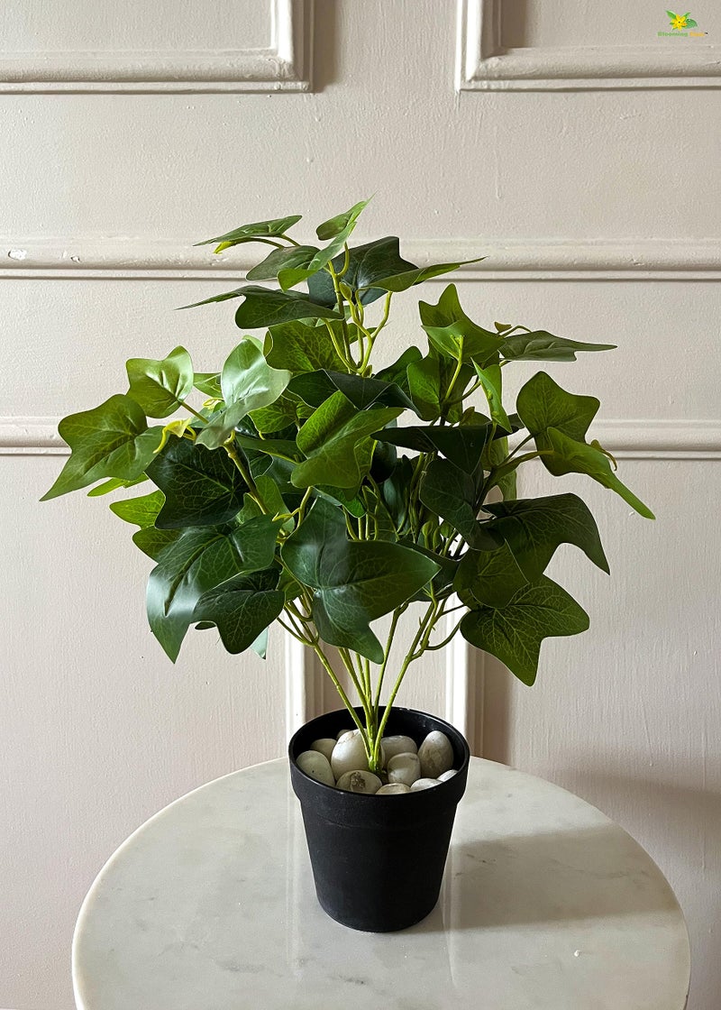 Blooming Floret Artificial Japanese Ivy Plant for Interior Decor/Home Decor/Office Decor/Gifting | with Basic Black Pot | 48.3 cm Short Ornamental Plant | Natural Looking | Durable - Image 5