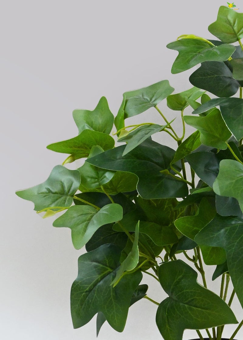 Blooming Floret Artificial Japanese Ivy Plant for Interior Decor/Home Decor/Office Decor/Gifting | with Basic Black Pot | 48.3 cm Short Ornamental Plant | Natural Looking | Durable - Image 2