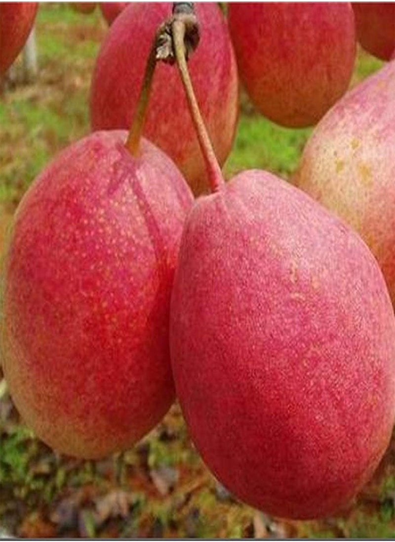 100Pcs Pear Seeds - pzsku/Z779CA7586F0C5AE98DD8Z/45/_/1729183355/cd38f541-1eb6-4943-8f6d-0d7e8f919f91