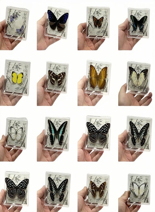 Wugakio 6pcs Collected Butterfly Specimen Display Box Educational Transparent Butterfly Showcase for Students for Home Decoration and Teaching Aid for Collectors and Nature Enthusiasts - Image 2