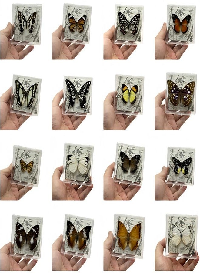 Wugakio 6pcs Collected Butterfly Specimen Display Box Educational Transparent Butterfly Showcase for Students for Home Decoration and Teaching Aid for Collectors and Nature Enthusiasts - Image 1