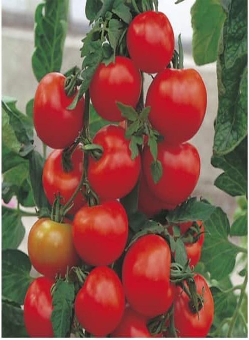 جي جوت 10 بذور طماطم أليكانتي