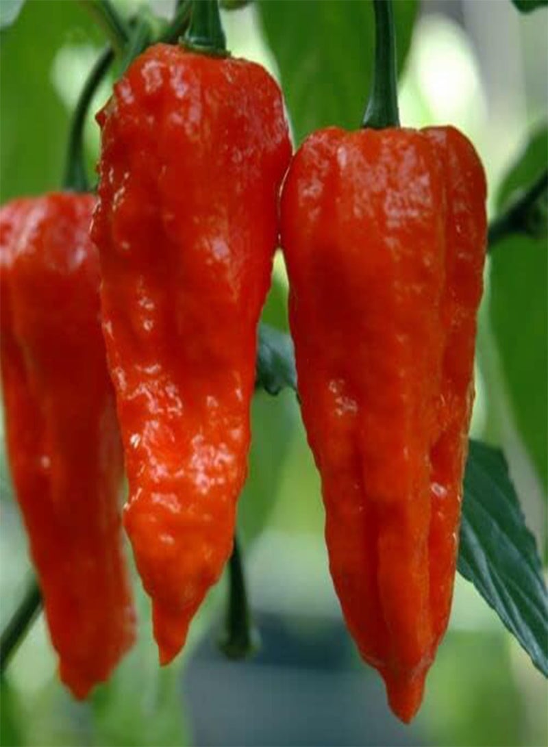GGOOT 100 Hot Chilli Pepper, Red Bhut Jolokia, Ghost Chilli . - Image 2