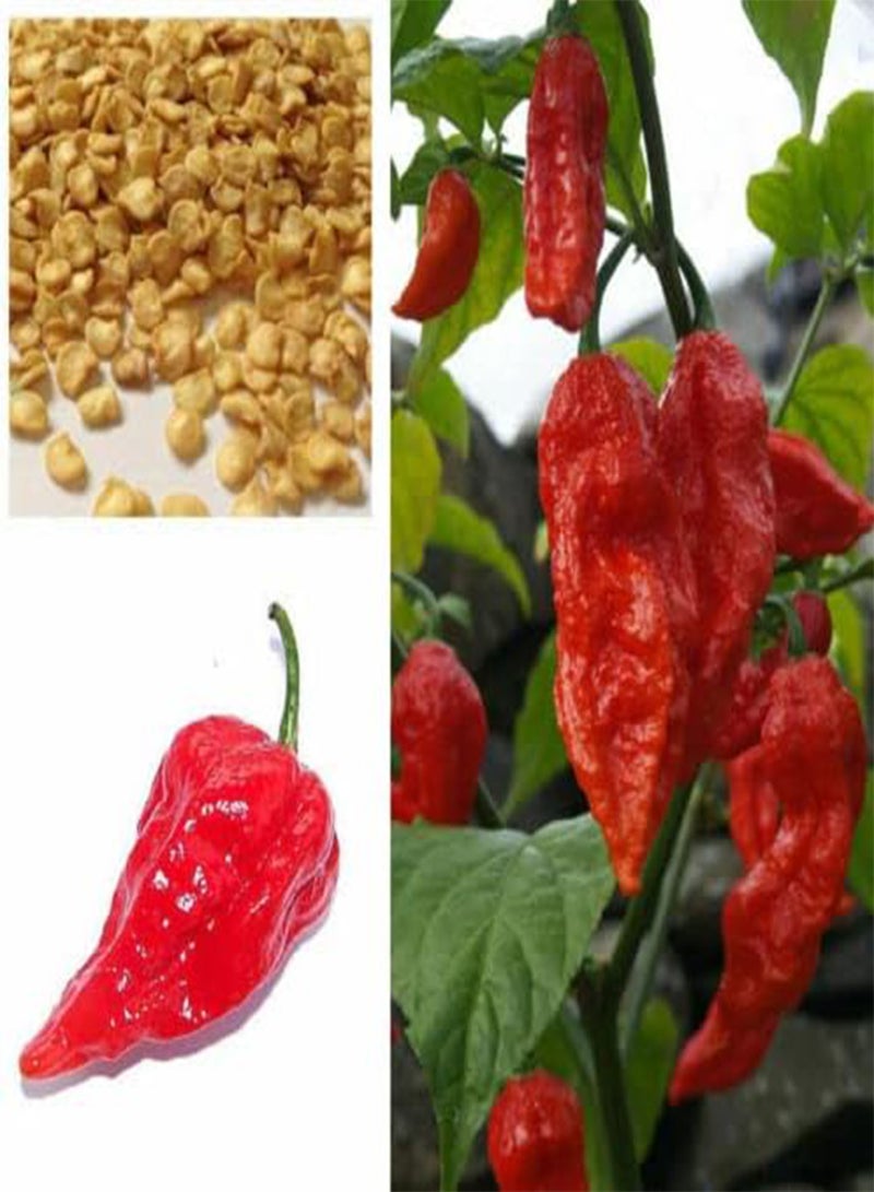 GGOOT 100 Hot Chilli Pepper, Red Bhut Jolokia, Ghost Chilli . - Image 4