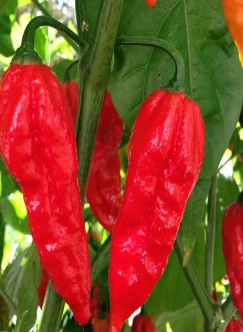 GGOOT 100 Hot Chilli Pepper, Red Bhut Jolokia, Ghost Chilli . - Image 1