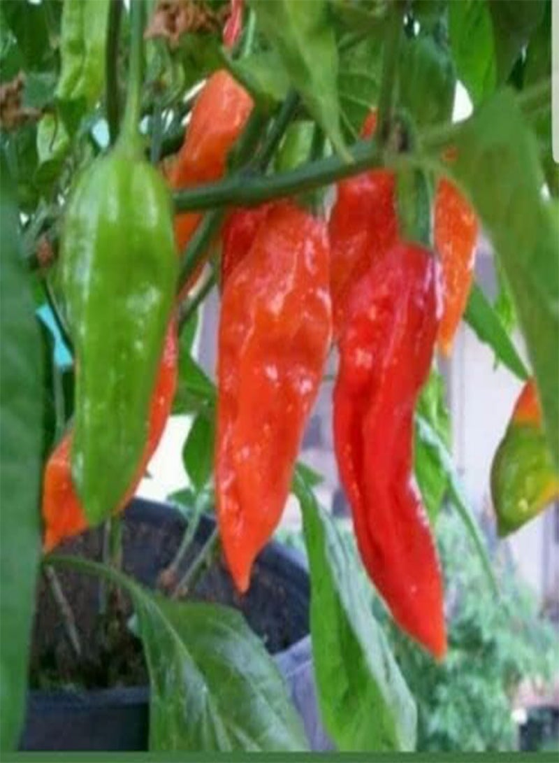 GGOOT 100 Hot Chilli Pepper, Red Bhut Jolokia, Ghost Chilli . - Image 3