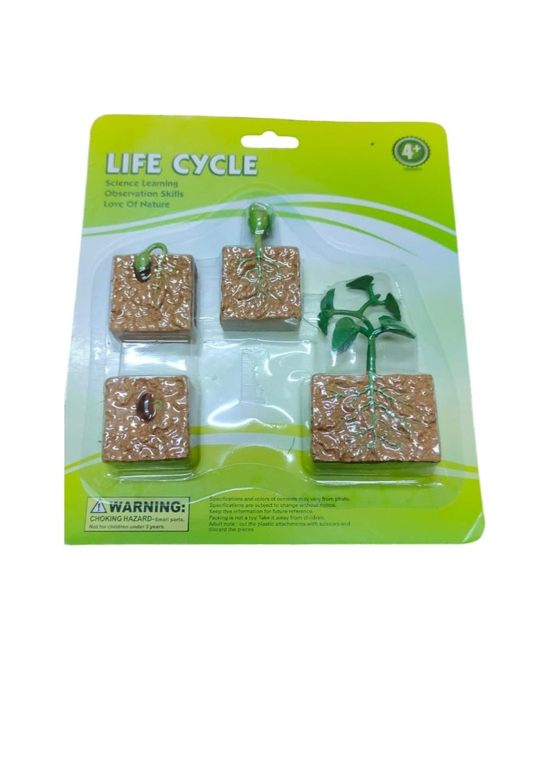 Life Cycle OF A Plant For Teaching Set For Science Students And Schools - Image 1