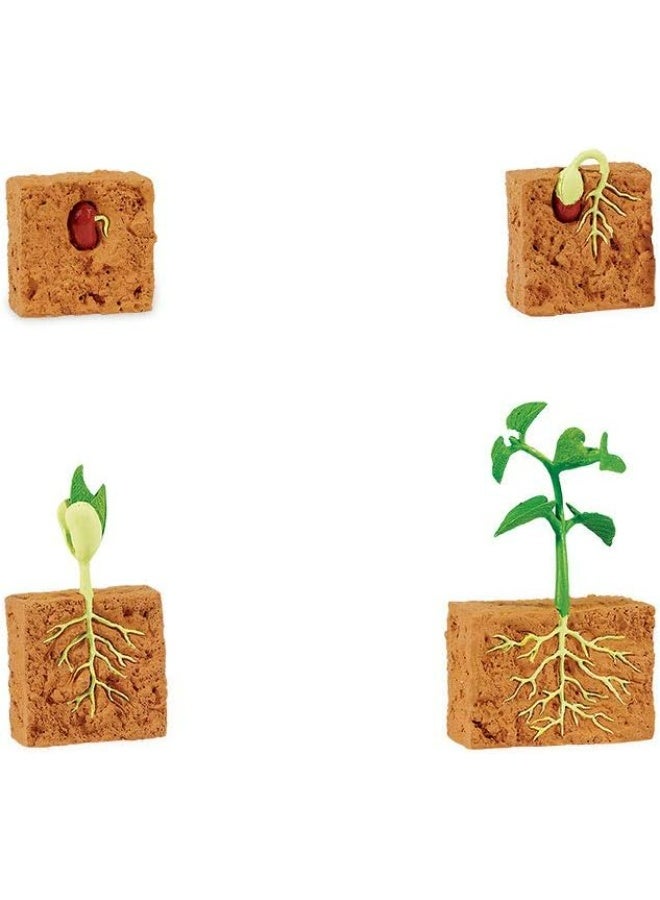 Life Cycle OF A Plant For Teaching Set For Science Students And Schools - Image 2