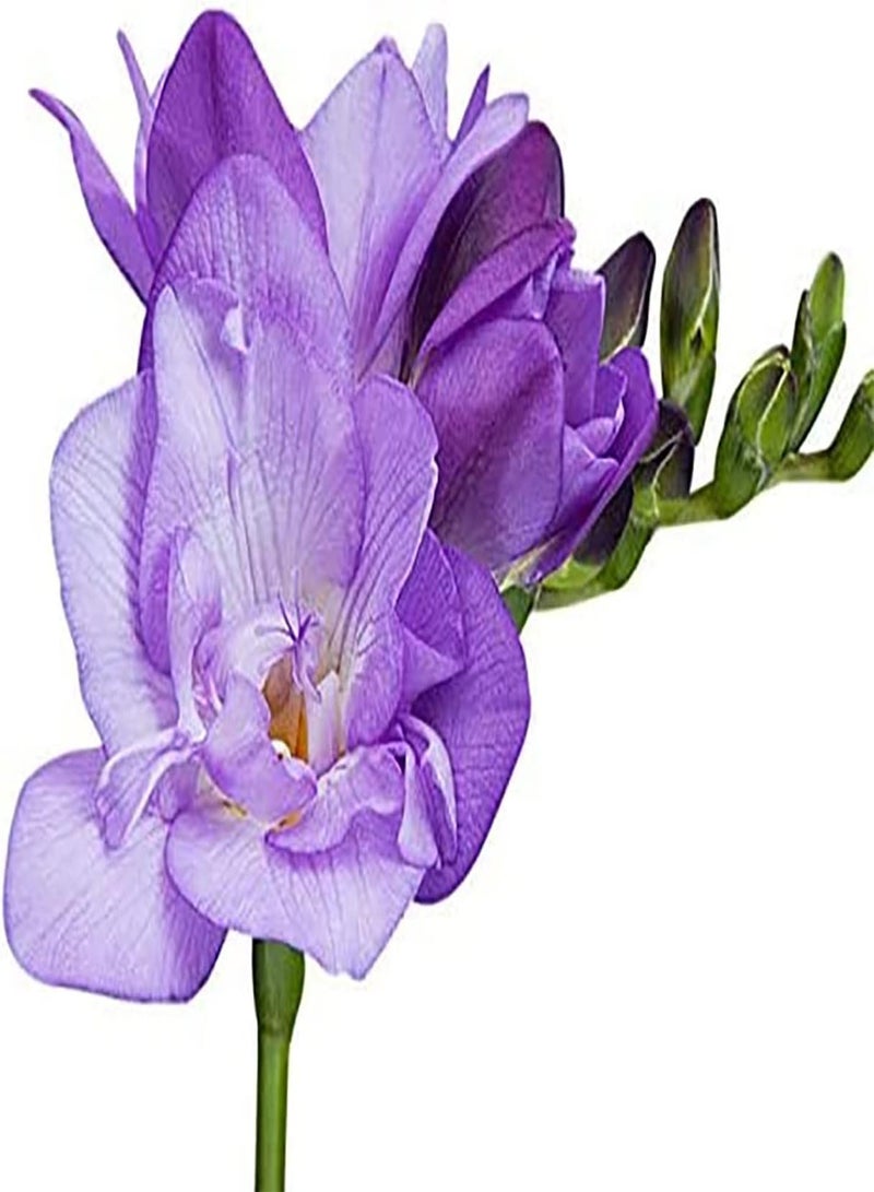 جي جوت 10 قطع من بذور الفريزيا الأرجوانية للمنزل والنباتات المعمرة والزهور تجلب إحساسًا بالإنجاز والحرف اليدوية والديكور الفني للحديقة وتنمي الاهتمام بالزراعة - Image 2