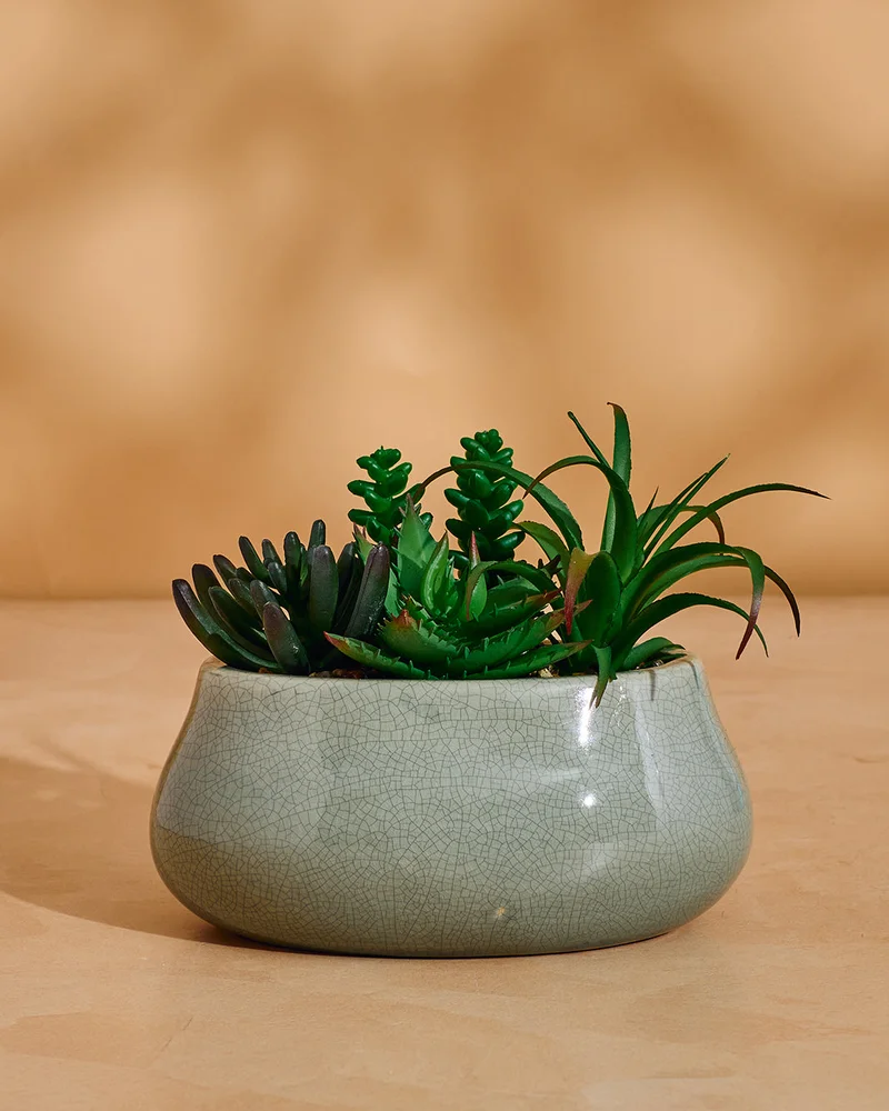Redtag Green Artificial Succulent with Ceramic Pot