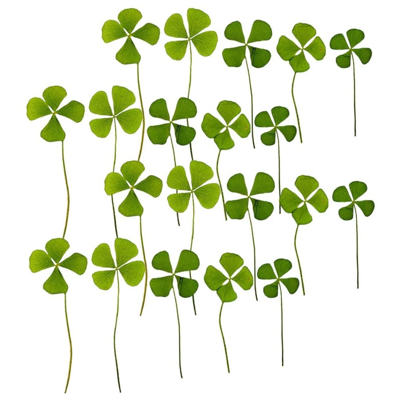 24pcs Natural Dried Pressed Four Leaf Clover Lightweight Green Craft Material for DIY Scrapbooking Resin Art and Handmade Keepsakes - Image 2