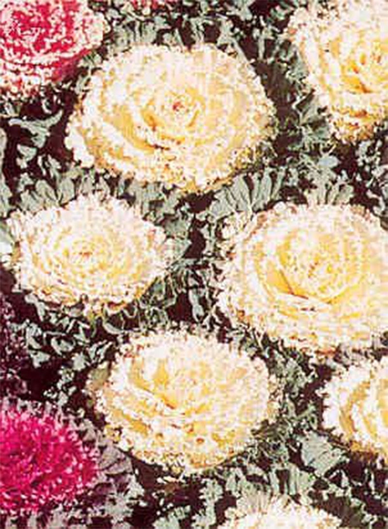 Flowering Cabbage Osaka White 100 Seeds