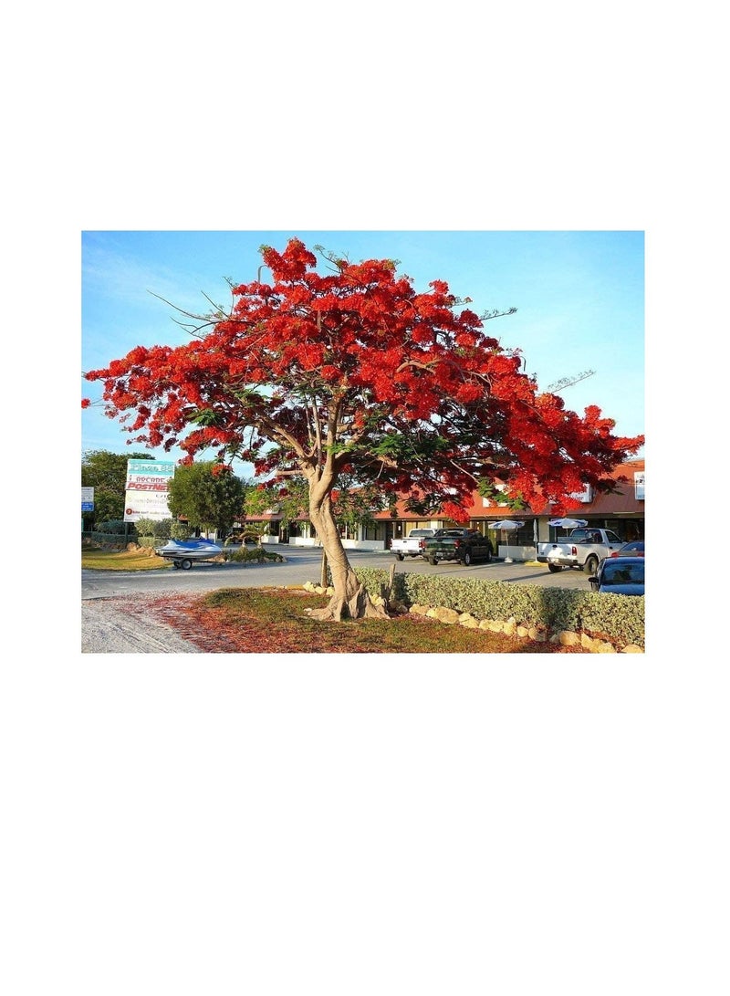 Royal Poinciana Delonix flamboyan tree exotic seed 20 seeds red flower - Image 2