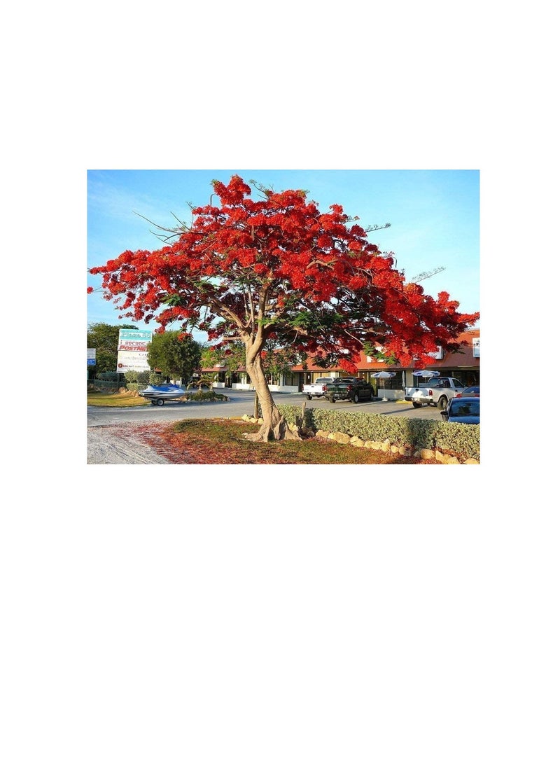 Royal Poinciana Delonix flamboyan tree exotic seed 20 seeds red flower - Image 1