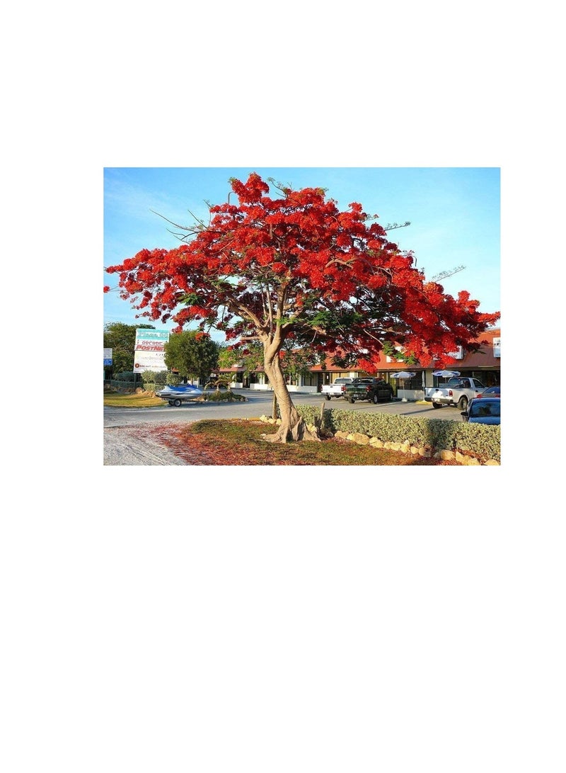 Royal Poinciana Delonix flamboyan tree exotic seed 20 seeds red flower - Image 3